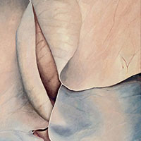 “Rosenblätter IV“, 2016, Acryl auf Leinwand, 90x70 cm